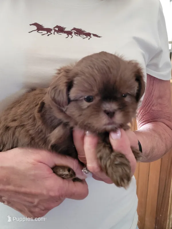 Mocha , a male Shih Tzu for sale in Jonesborough, TN – Photo 1 of 3