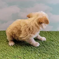 Precious, a female Chihuahua for sale in Jonesborough, TN – Photo 4 of 5