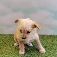 Precious, a female Chihuahua for sale in Jonesborough, TN – Photo 5 of 5