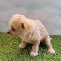 Precious, a female Chihuahua for sale in Jonesborough, TN – Photo 2 of 5