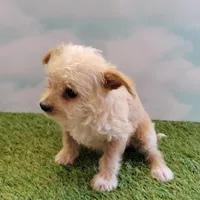 Precious, a female Chihuahua for sale in Jonesborough, TN – Photo 3 of 5