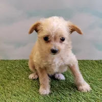 Precious, a female Chihuahua for sale in Jonesborough, TN – Photo 1 of 5