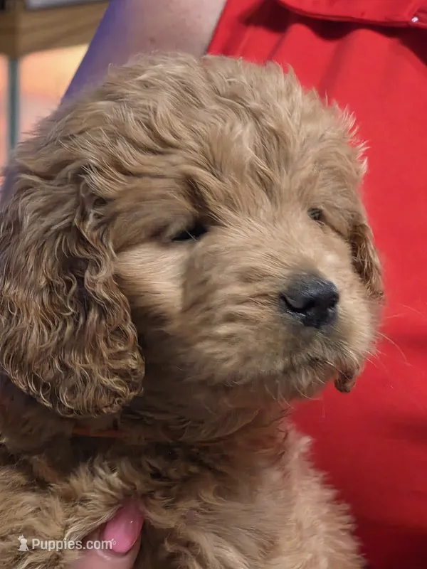 Orange Doodle  – Golden Retriever, Poodle - Standard  puppy for sale in Jonesborough, TN