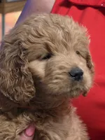 Orange Doodle , a female Golden Retriever and Poodle - Standard  for sale in Jonesborough, TN – 1 of 4