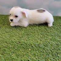 Spot, a male Chihuahua for sale in Jonesborough, TN – Photo 2 of 5