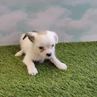 Spot, a male Chihuahua for sale in Jonesborough, TN – Photo 1 of 5