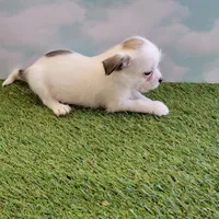 Spot, a male Chihuahua for sale in Jonesborough, TN – Photo 5 of 5