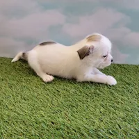 Spot, a male Chihuahua for sale in Jonesborough, TN – Photo 4 of 5