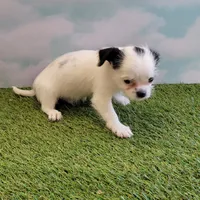 Lil Spot, a male Chihuahua for sale in Jonesborough, TN – Photo 2 of 4