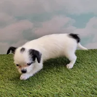 Lil Spot, a male Chihuahua for sale in Jonesborough, TN – Photo 3 of 4