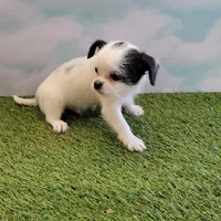 Lil Spot, a male Chihuahua for sale in Jonesborough, TN – Photo 1 of 4