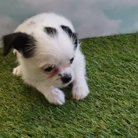 Lil Spot, a male Chihuahua for sale in Jonesborough, TN – Photo 4 of 4