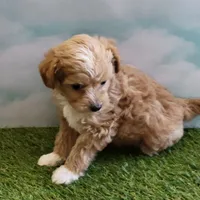 Boots, a male Chihuahua for sale in Jonesborough, TN – Photo 1 of 4