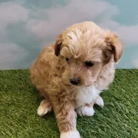 Boots, a male Chihuahua for sale in Jonesborough, TN – Photo 3 of 4