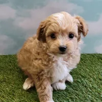 Boots, a male Chihuahua for sale in Jonesborough, TN – Photo 2 of 4