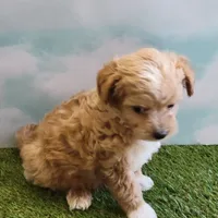 Boots, a male Chihuahua for sale in Jonesborough, TN – Photo 4 of 4