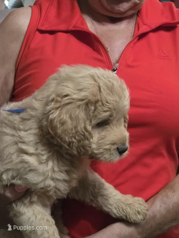 Blue Doodle  – Golden Retriever, Poodle - Standard  puppy for sale in Jonesborough, TN