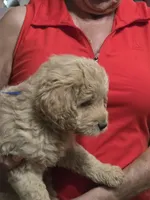 Blue Doodle , a male Golden Retriever and Poodle - Standard  for sale in Jonesborough, TN – 2 of 3