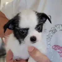 Mischief, a female Chihuahua and Shih Tzu for sale in Jonesborough, TN – Photo 2 of 7