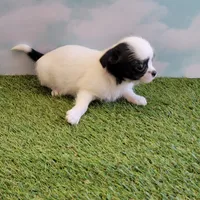 Mischief, a female Chihuahua and Shih Tzu for sale in Jonesborough, TN – Photo 6 of 7