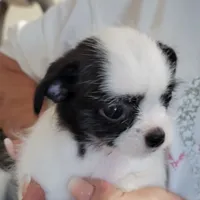 Mischief, a female Chihuahua and Shih Tzu for sale in Jonesborough, TN – Photo 1 of 7