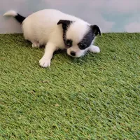 Mischief, a female Chihuahua and Shih Tzu for sale in Jonesborough, TN – Photo 3 of 7