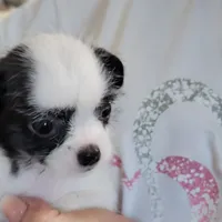 Mischief, a female Chihuahua and Shih Tzu for sale in Jonesborough, TN – Photo 7 of 7