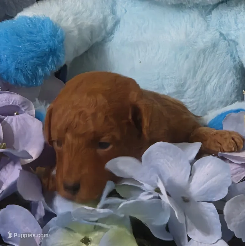 Richie – Poodle - Miniature  puppy for sale in Jonesborough, TN