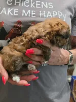 Prissy , a female Pomeranian for sale in Jonesborough, TN – 2 of 5