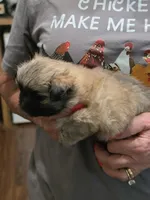 Sammy , a male Pomeranian for sale in Jonesborough, TN – 4 of 4
