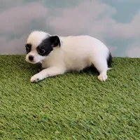 Mischief, a female Chihuahua for sale in Jonesborough, TN – Photo 1 of 5