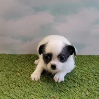 Mischief, a female Chihuahua for sale in Jonesborough, TN – Photo 2 of 5