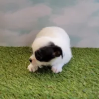 Mischief, a female Chihuahua for sale in Jonesborough, TN – Photo 3 of 5