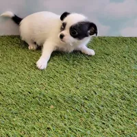 Mischief, a female Chihuahua for sale in Jonesborough, TN – Photo 4 of 5