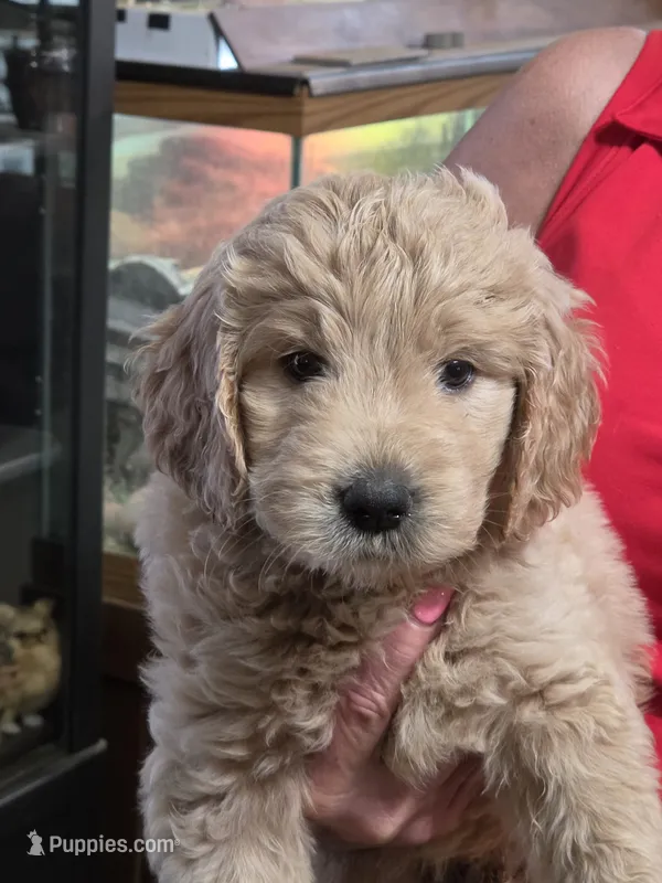Purple Doodle – Golden Retriever, Poodle - Standard  puppy for sale in Jonesborough, TN