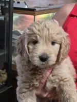 Green Doodle , a male Golden Retriever and Poodle - Standard  for sale in Jonesborough, TN – 4 of 4