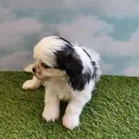 Max, a male Shichon for sale in Jonesborough, TN – Photo 5 of 6