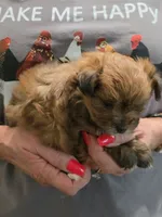 Prissy , a female Pomeranian for sale in Jonesborough, TN – 5 of 5