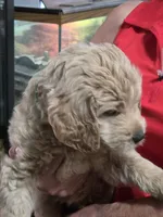 Green Doodle , a male Golden Retriever and Poodle - Standard  for sale in Jonesborough, TN – 3 of 4