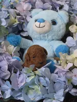 Richie, a male Poodle - Miniature  for sale in Jonesborough, TN – 2 of 3