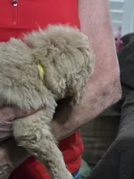 Yellow Doodle , a female Golden Retriever and Poodle - Standard  for sale in Jonesborough, TN – 2 of 4