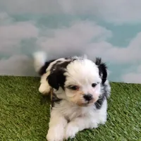 Max, a male Shichon for sale in Jonesborough, TN – Photo 2 of 6