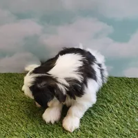 processed/0cff057d-a6a8-4398-91fb-dba72199ff8e/listing/e51c5353-4386-4335-8f27-b78f775dbbab/57cce47b-0bd5-4fcb-88e0-4f45a181a72d