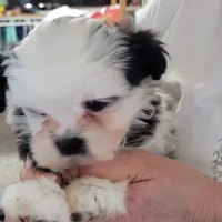 Max, a male Shichon for sale in Jonesborough, TN – Photo 6 of 6