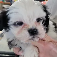 Max, a male Shichon for sale in Jonesborough, TN – Photo 4 of 6