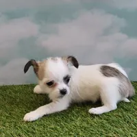 Bubba, a male Chihuahua for sale in Jonesborough, TN – Photo 2 of 4