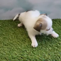 Bubba, a male Chihuahua for sale in Jonesborough, TN – Photo 4 of 4