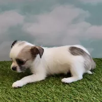 Bubba, a male Chihuahua for sale in Jonesborough, TN – Photo 1 of 4