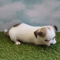 Bubba, a male Chihuahua for sale in Jonesborough, TN – Photo 3 of 4