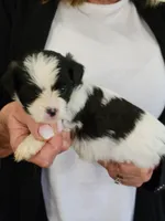 Benny, a male Shichon for sale in Jonesborough, TN – 3 of 5